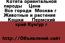 Котята ориентальной пароды  › Цена ­ 12 000 - Все города, Москва г. Животные и растения » Кошки   . Пермский край,Кунгур г.